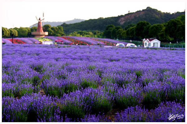 雪浪山门口花海,雪浪山马鞭草花海
