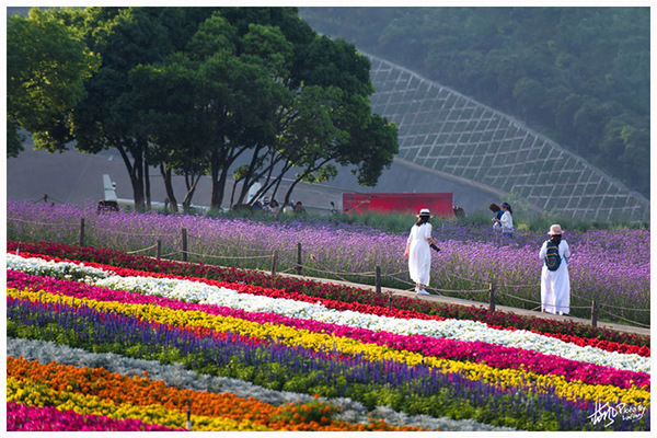 雪浪山门口花海,雪浪山马鞭草花海