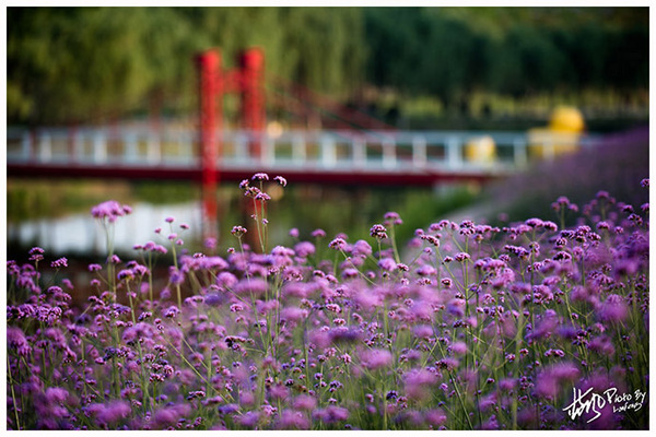 雪浪山门口花海,雪浪山马鞭草花海