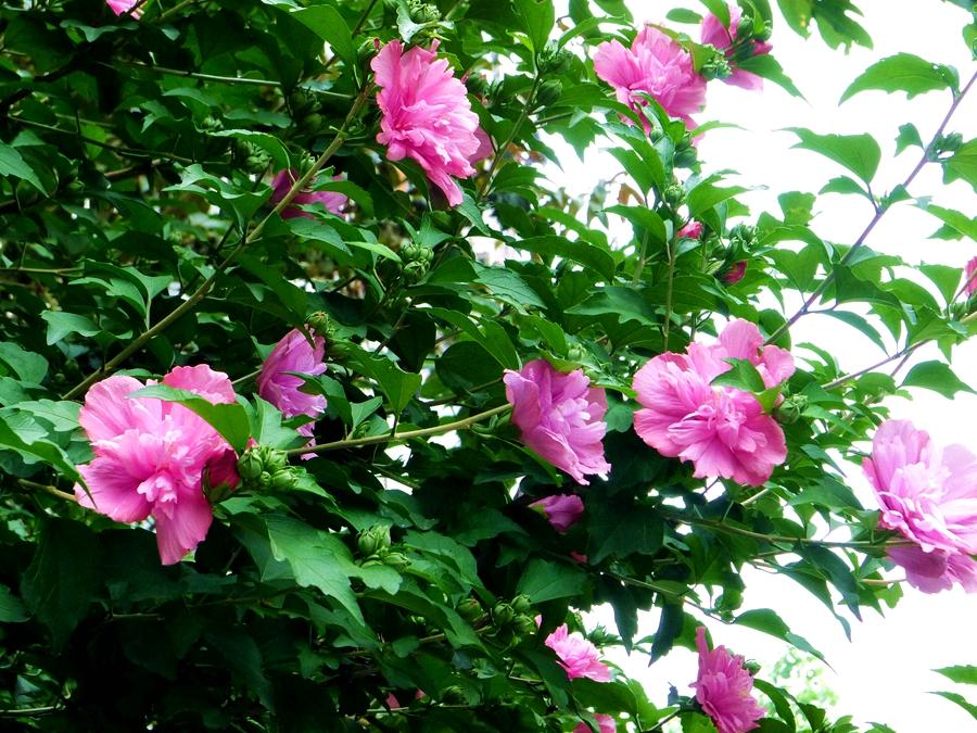 图说丨韩国的国花木槿