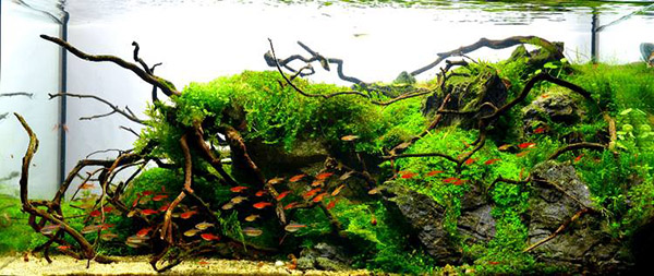 家居鱼缸水草,家里养水草缸风水上有什么说法