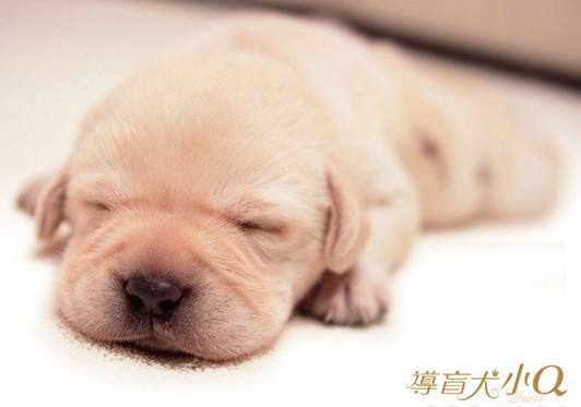 适合孩子看的八部动物电影,小朋友可以看的与动物有关的电影