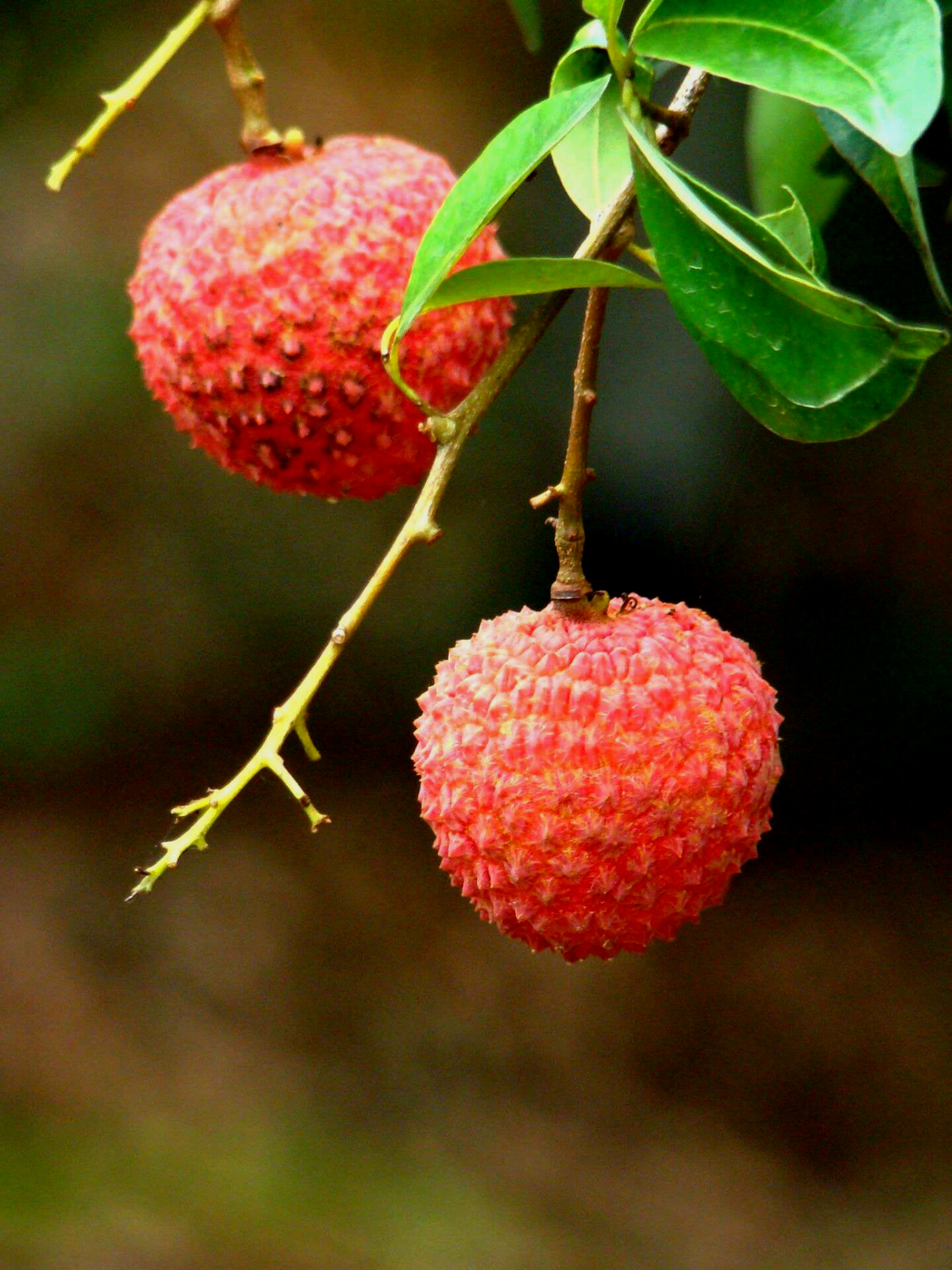 为博美人一笑不惜一切的诗句,只为博妃子一笑