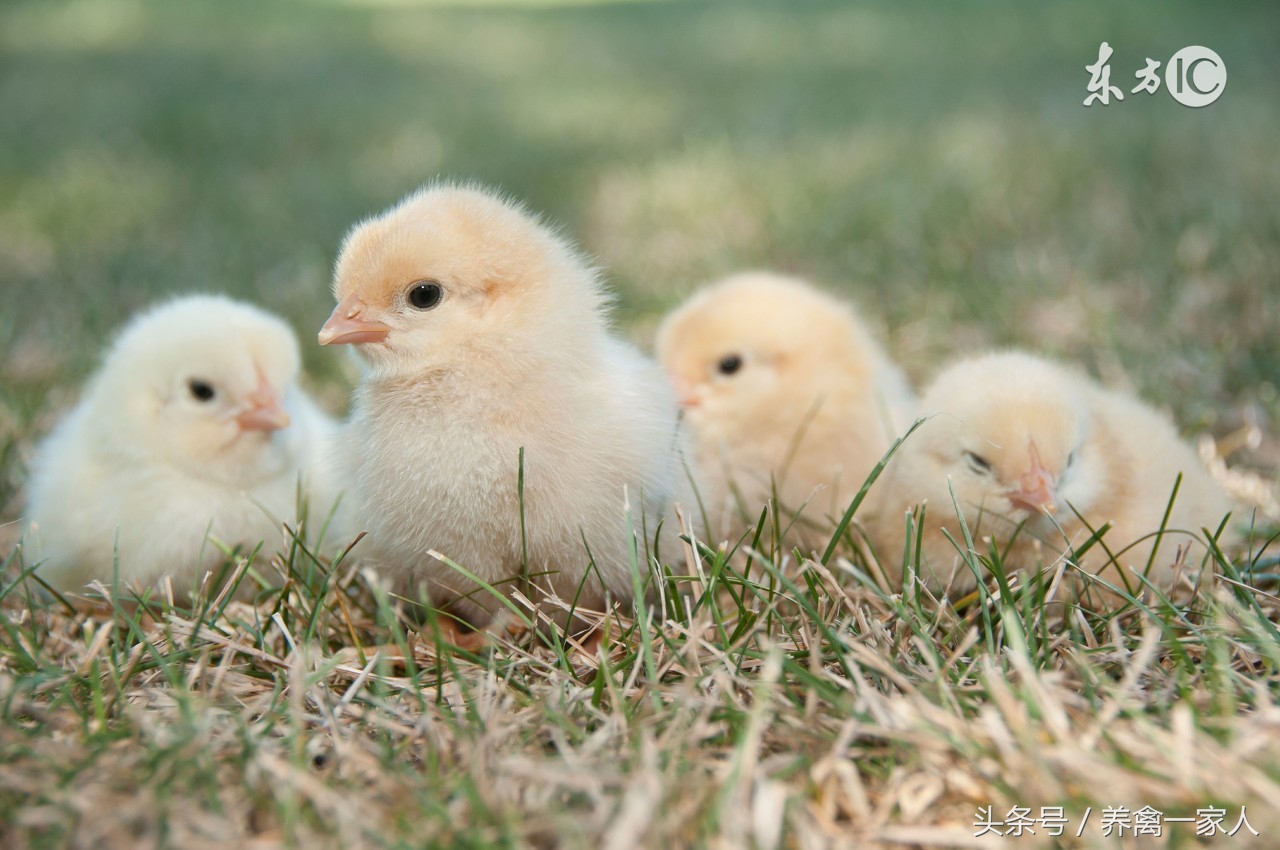养鸡场常见的鸡病有哪些,鸡如何预防呼吸道疾病养鸡户必看