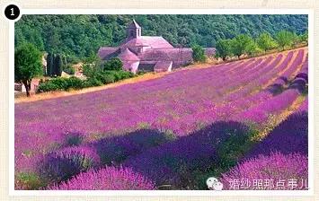 哪里的花海合适拍婚纱照,北京花海婚纱照