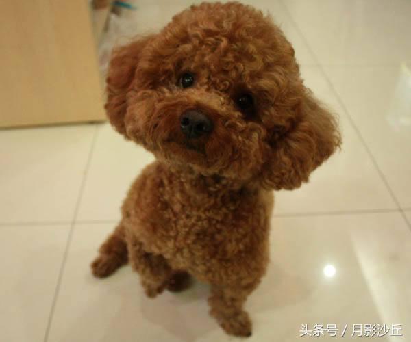 泰迪犬的饮食习惯和禁忌,泰迪犬的健康饮食方法