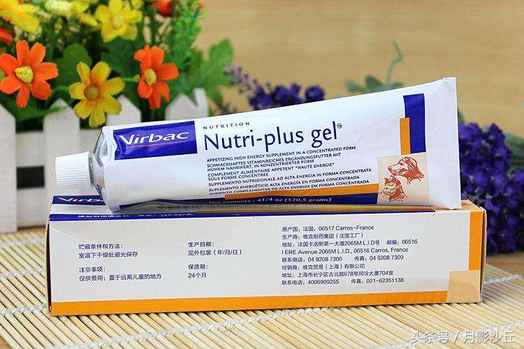 泰迪犬的饮食习惯和禁忌,泰迪犬的健康饮食方法