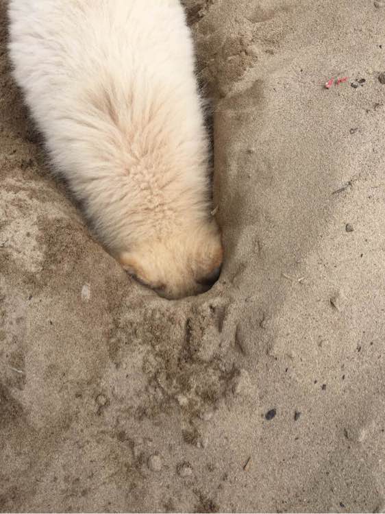 养了之后才明白，这狗除了笑起来好看以外，跟哈士奇没啥区别