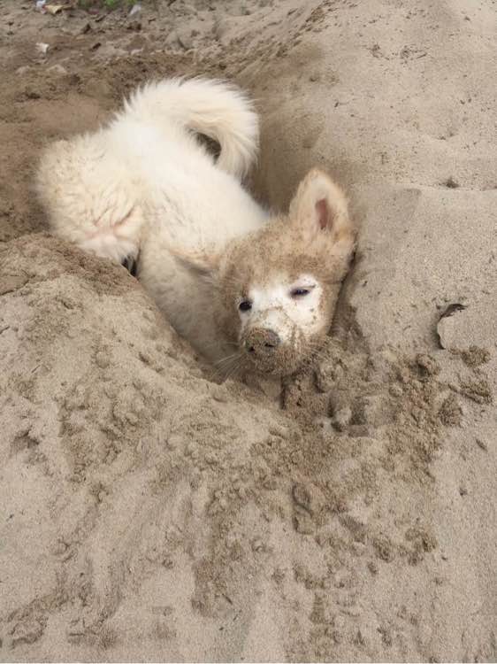 养了之后才明白，这狗除了笑起来好看以外，跟哈士奇没啥区别