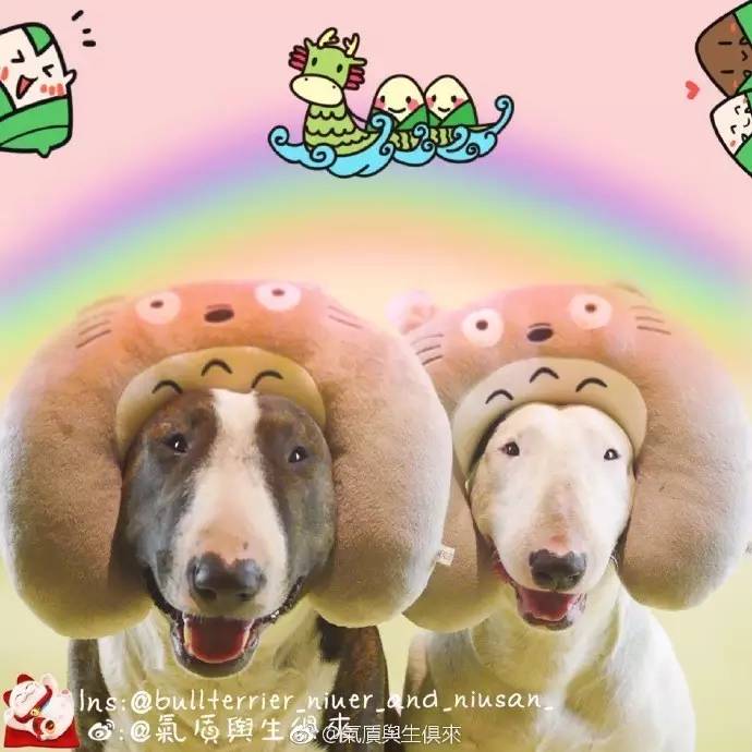 如何正确保护狗不被抓,抓狗的好方法