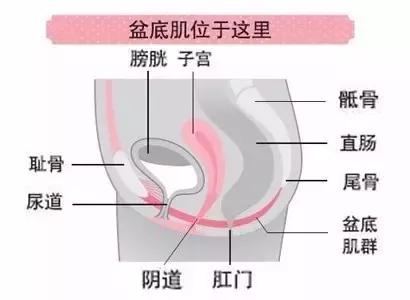 原来身体里面有个“盆儿”他到底有多重要呢?
