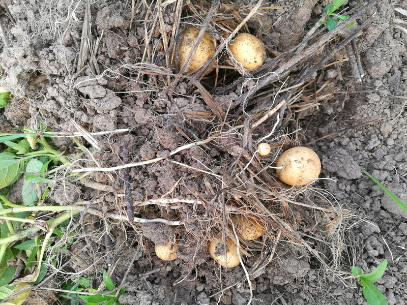 贵州干锅洋芋做法大全,农家炕锅土豆的做法