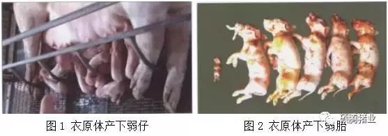 “瑞多康”+“瑞安欣”双剑合一:猪场扫除衣原体和弓形体的法宝