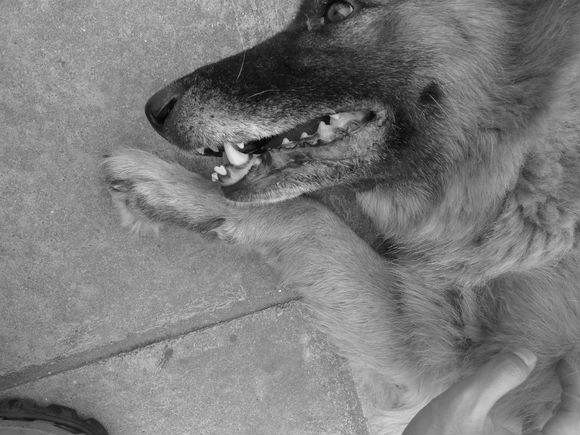 养了6年的小狗被偷吃了,养了十年的狗狗被家人狠心抛弃