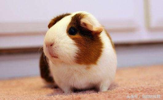 怎么挑选性格好粘人的荷兰猪,荷兰猪粮食怎么挑选视频