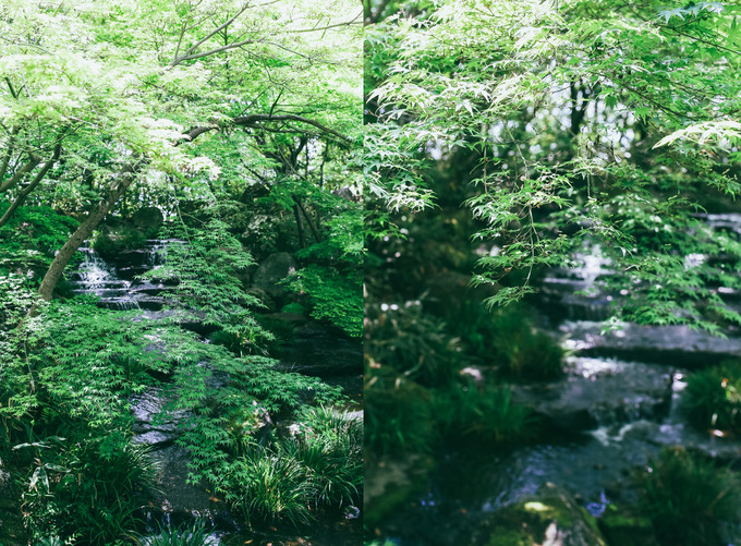 紫藤花开的季节去看锦鲤成了精，据说转发会有好运