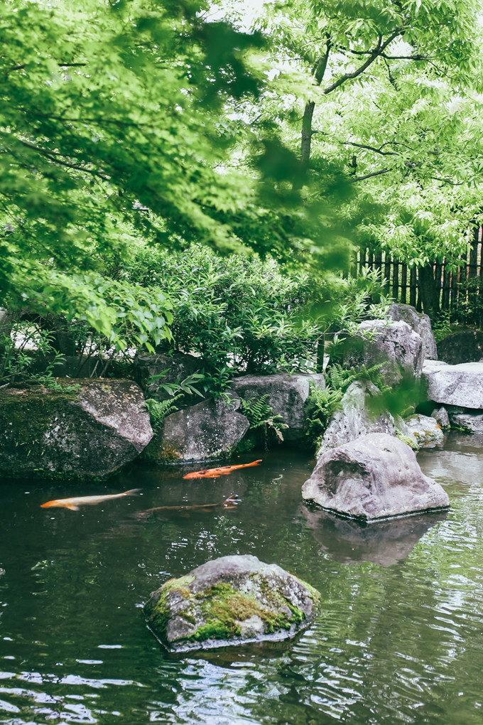 紫藤花开的季节去看锦鲤成了精，据说转发会有好运