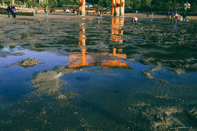 紫藤花开的季节去看锦鲤成了精，据说转发会有好运