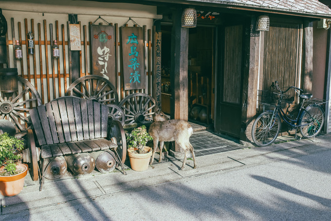 紫藤花开的季节去看锦鲤成了精，据说转发会有好运