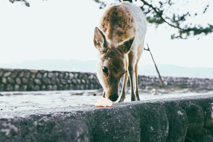 紫藤花开的季节去看锦鲤成了精，据说转发会有好运