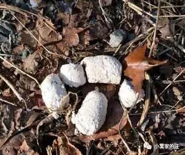 今天我们聊聊狗屎吧!