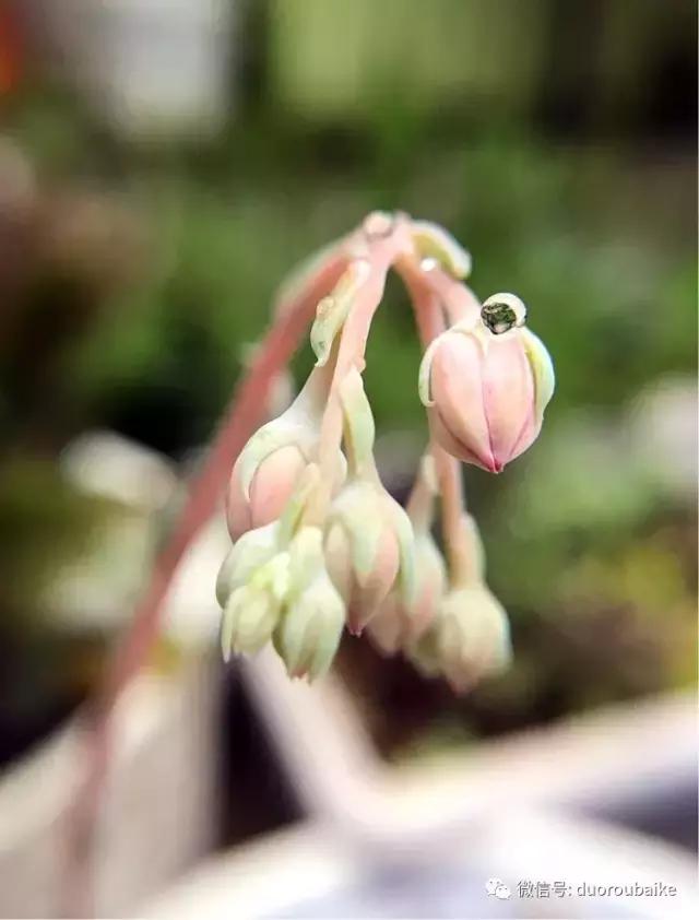 沉浸在花花草草的世界里,沉浸在动物和花海世界中