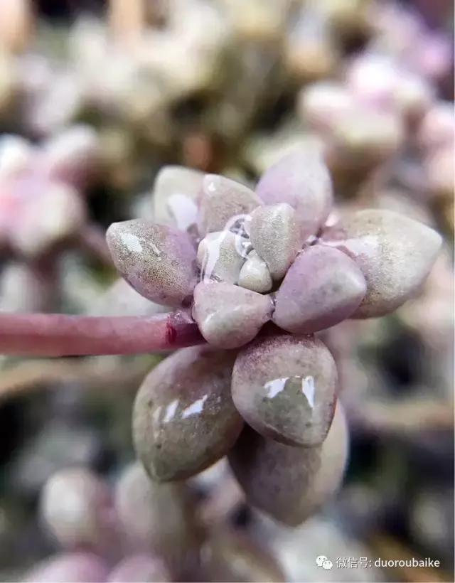 沉浸在花花草草的世界里,沉浸在动物和花海世界中