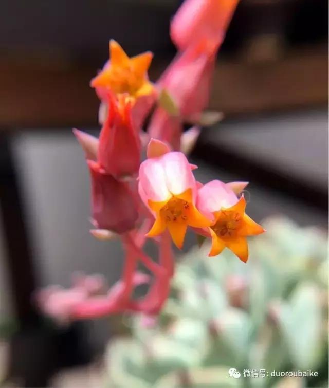 沉浸在花花草草的世界里,沉浸在动物和花海世界中