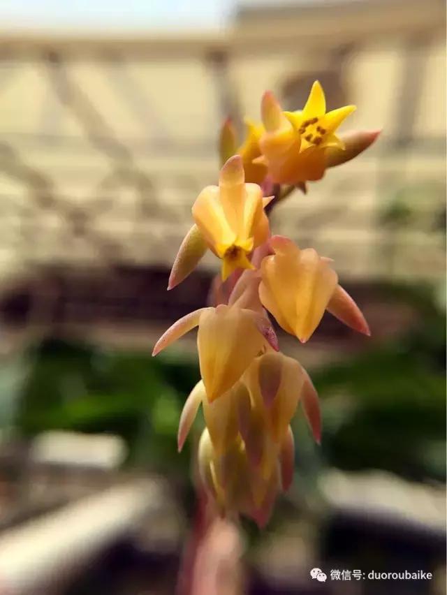 沉浸在花花草草的世界里,沉浸在动物和花海世界中