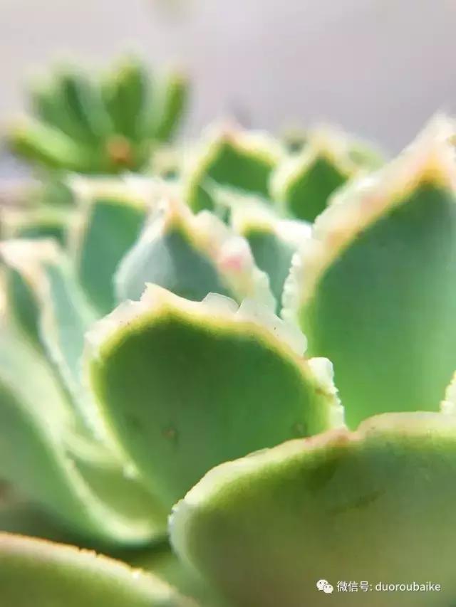 沉浸在花花草草的世界里,沉浸在动物和花海世界中