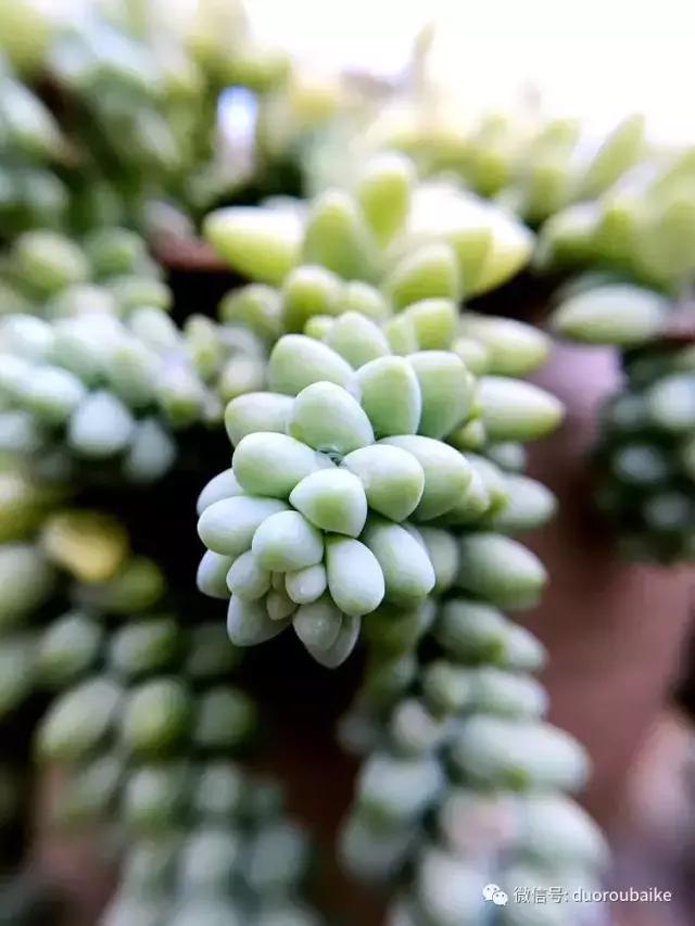 沉浸在花花草草的世界里,沉浸在动物和花海世界中