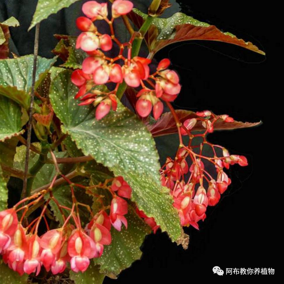 阿布教你养茉莉,阿布教你养植物