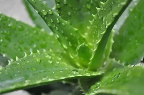 辟谣吸收甲醛最好的室内绿植,能吸附甲醛的绿色植物