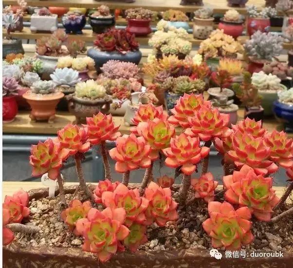 多肉蒂亚小苗怎么养才能爆盆,多肉植物火焰蒂亚徒长了怎么办