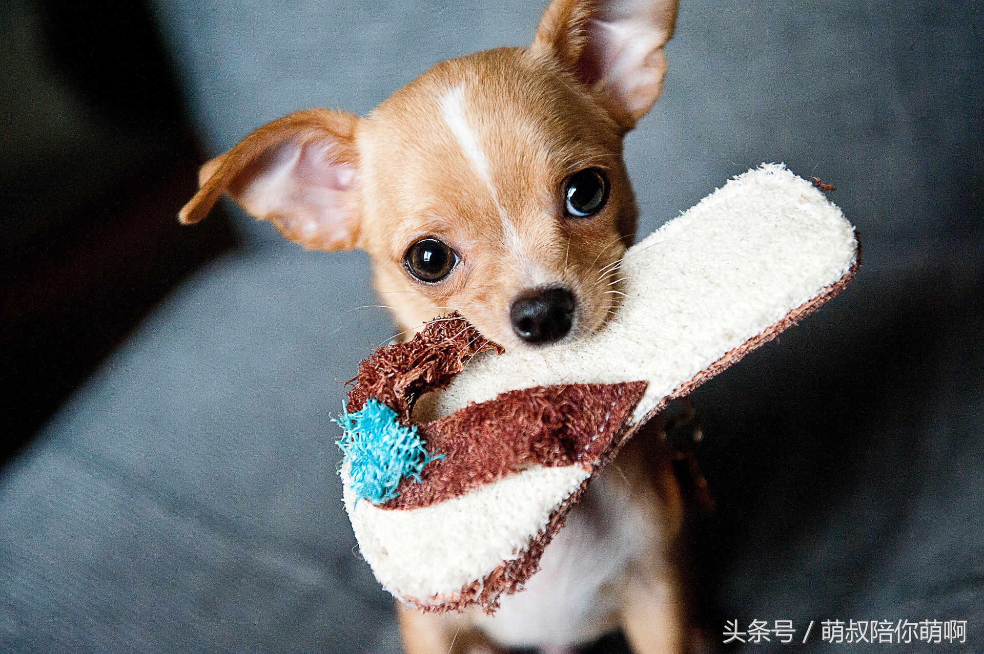 如何改变狗狗乱拉便便的坏习惯,怎么纠正狗狗乱上厕所