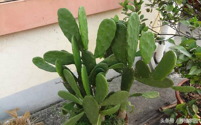 猪病知识养猪技术看图识猪病,养猪六个药方治猪病