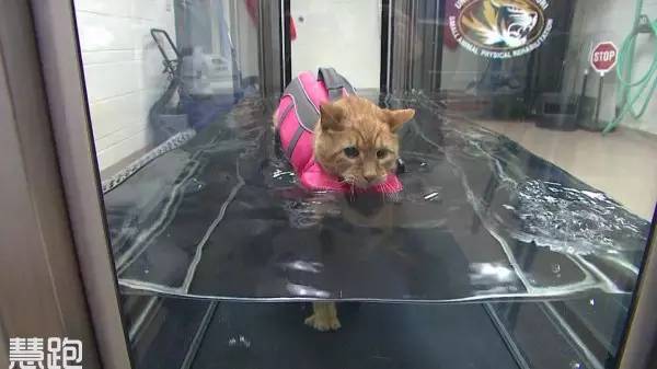 史上最强跑步机,世界顶级跑步机视频