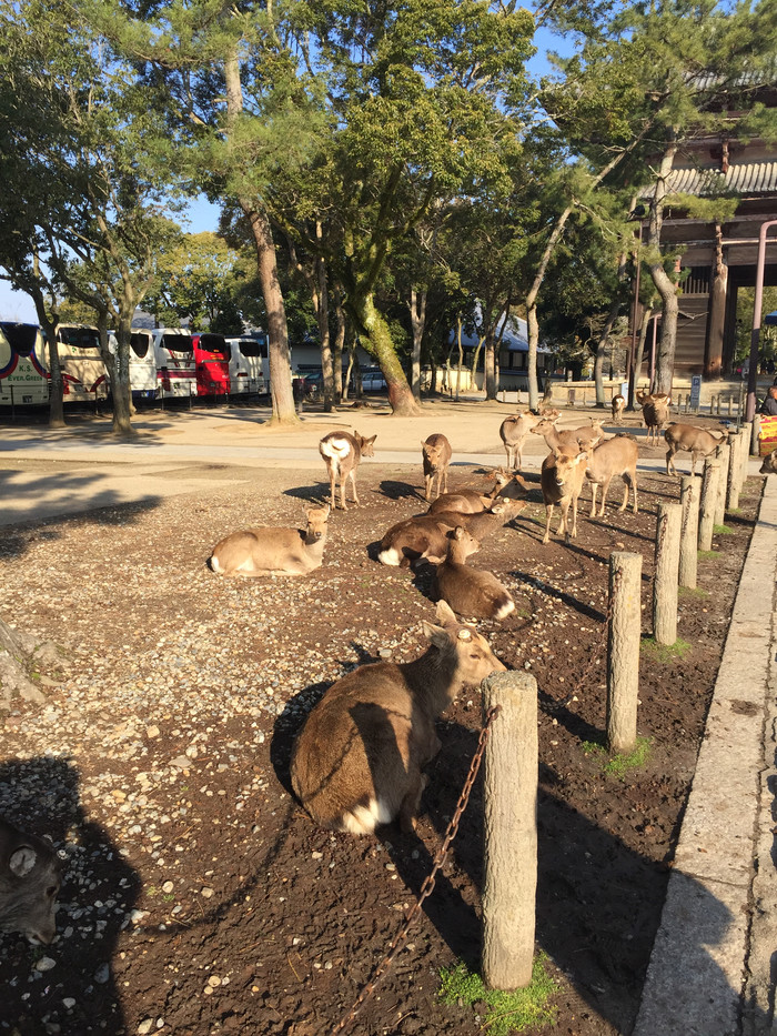 日本的冬天依旧色彩绚烂,冬季日本的冰雪阳光