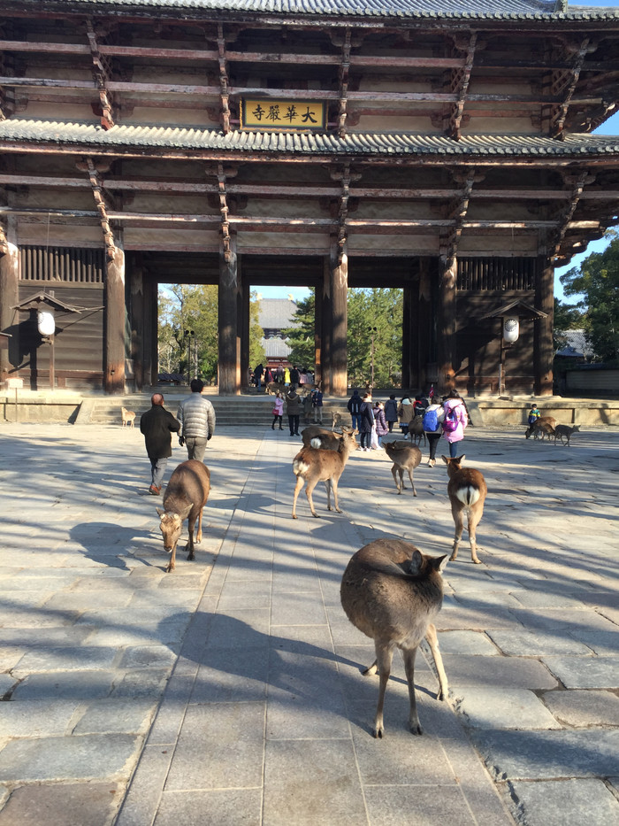 日本的冬天依旧色彩绚烂,冬季日本的冰雪阳光