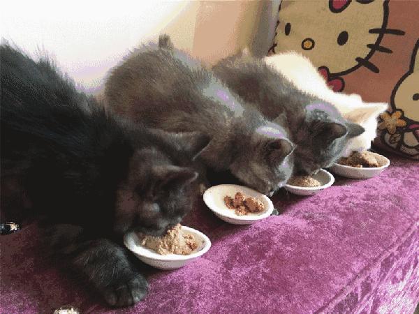 为什么我家猫咪不爱吃好主人猫粮,猫猫为什么不喜欢吃猫粮