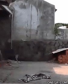 侏儒男和高个子女朋友的视频,侏儒娶高个老婆