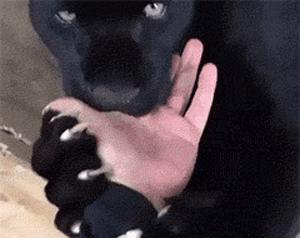 国外成年人幽默搞笑动图gif,100个绝版的搞笑gif表情包图