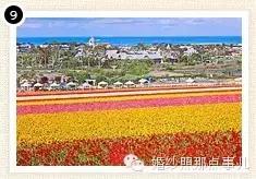 哪里的花海合适拍婚纱照,北京花海婚纱照