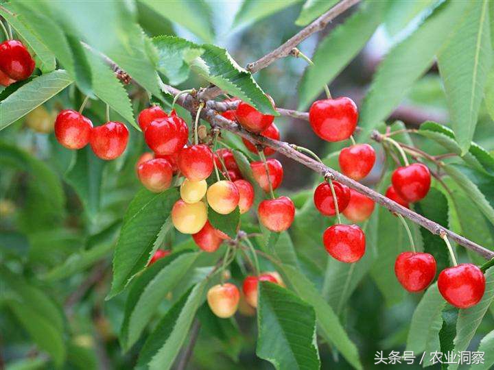 樱桃的管理与病虫害防治药,种植樱桃怎么防治病虫害
