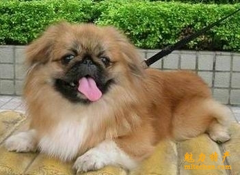 北京特产简笔画,北京特产一览表