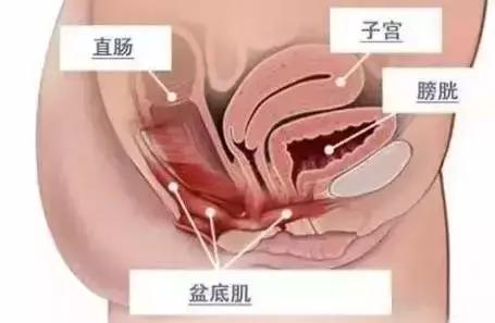 原来身体里面有个“盆儿”他到底有多重要呢?