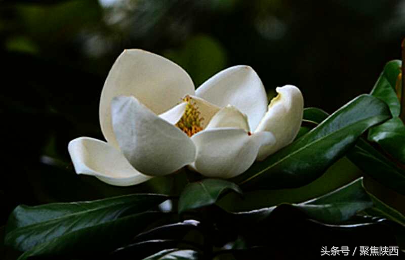 宝鸡广玉兰,广玉兰宝鸡