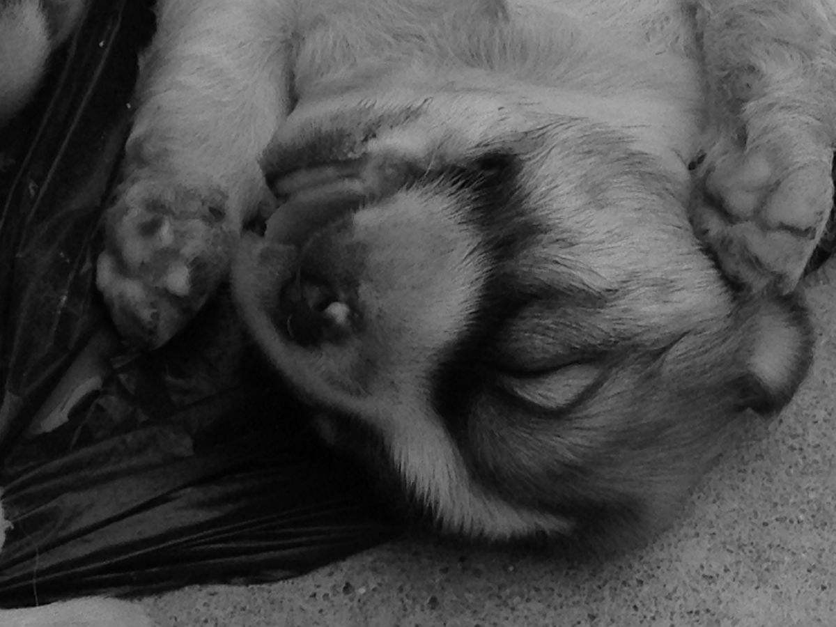 养了6年的小狗被偷吃了,养了十年的狗狗被家人狠心抛弃