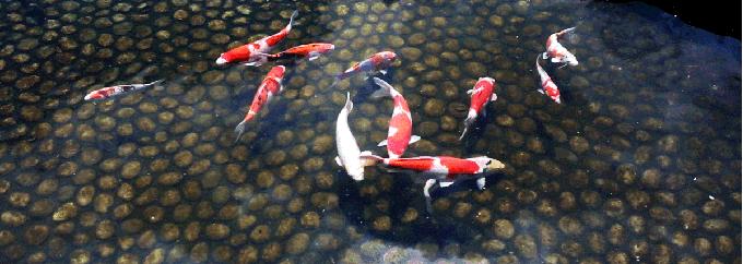 紫藤花开的季节去看锦鲤成了精，据说转发会有好运