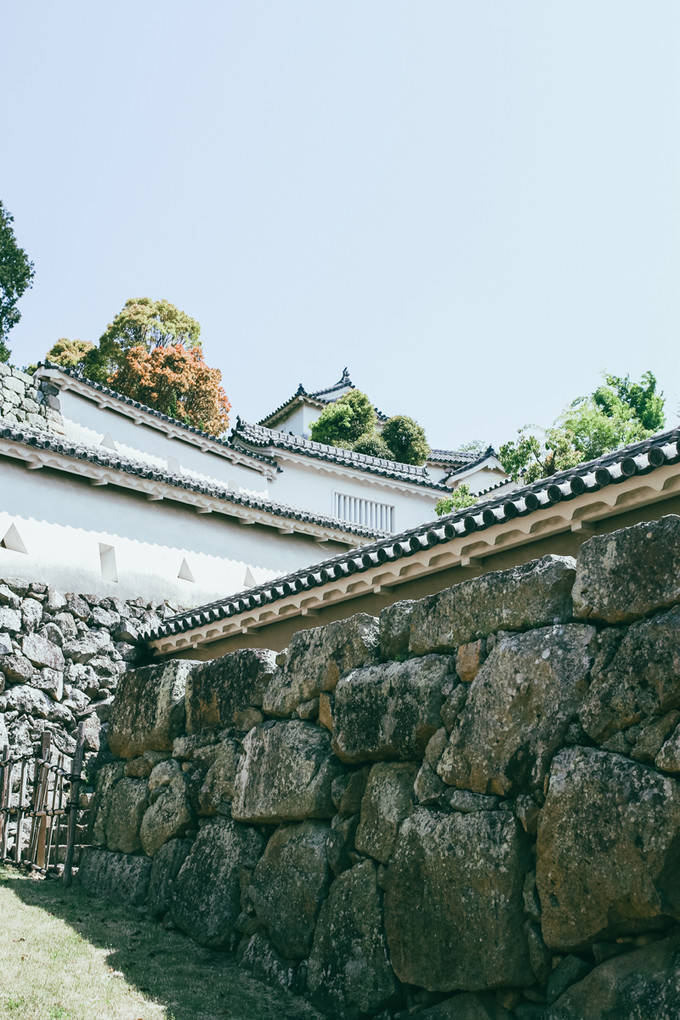 紫藤花开的季节去看锦鲤成了精，据说转发会有好运